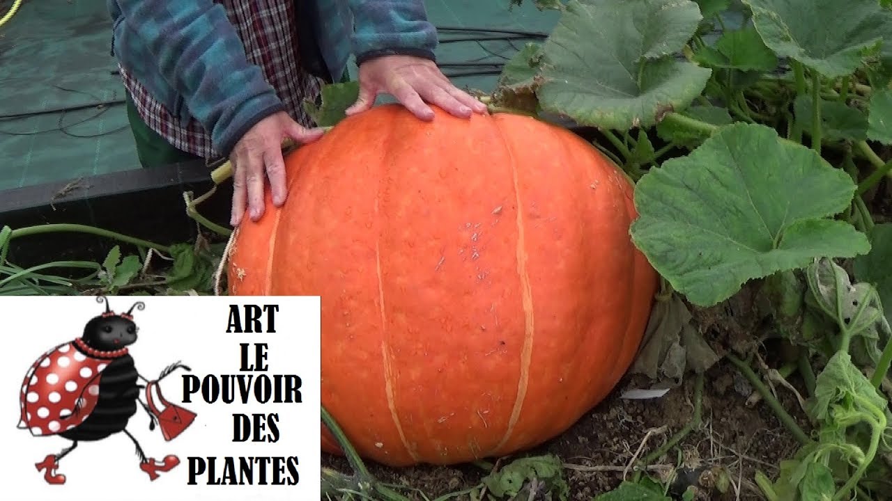 Potager : courge géante(bio): Conseils jardinage :comment faire un semis: Plante annuelle