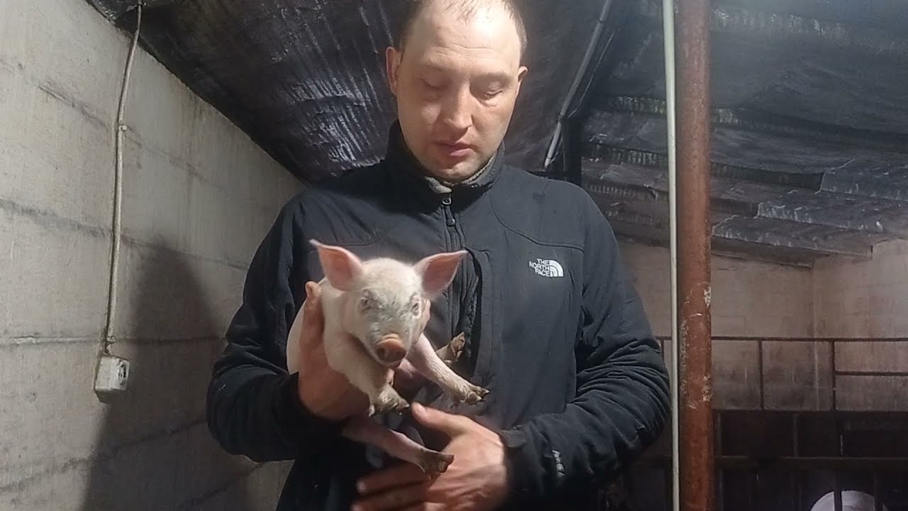 Уколы поросятам после рождения, когда и какими дозами, купируем хвосты.
