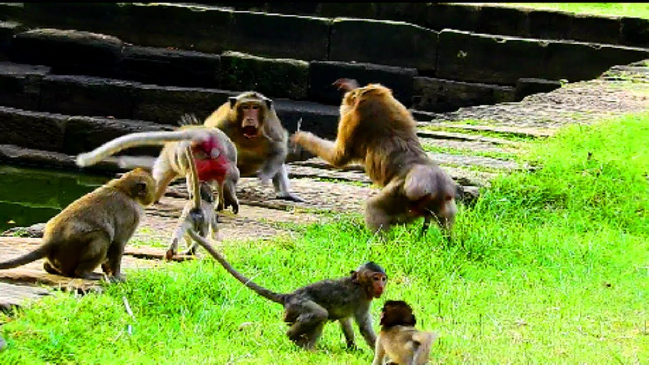 Ashley fighting seriously in same group , Male Monkey argue female , Why monkey do like this?