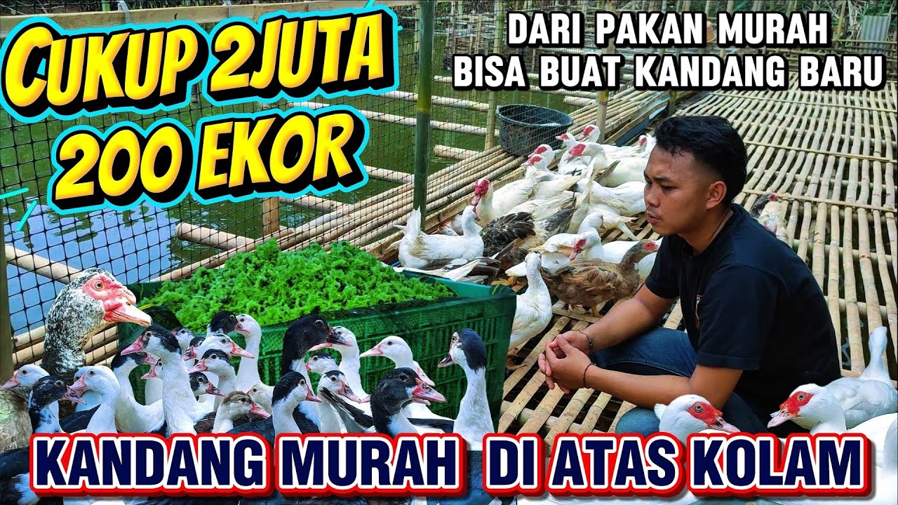 KANDANG ENTOK MURAH 2 JUTAAN! KAPASITAS 200 EKOR DI ATAS  KOLAM | KANDANG MENTHOK KM92 PURWAKARTA