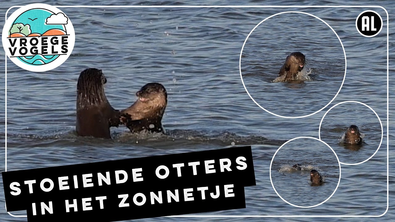 Otters stoeien en maken kabaal | Zelf Geschoten | Vroege Vogels