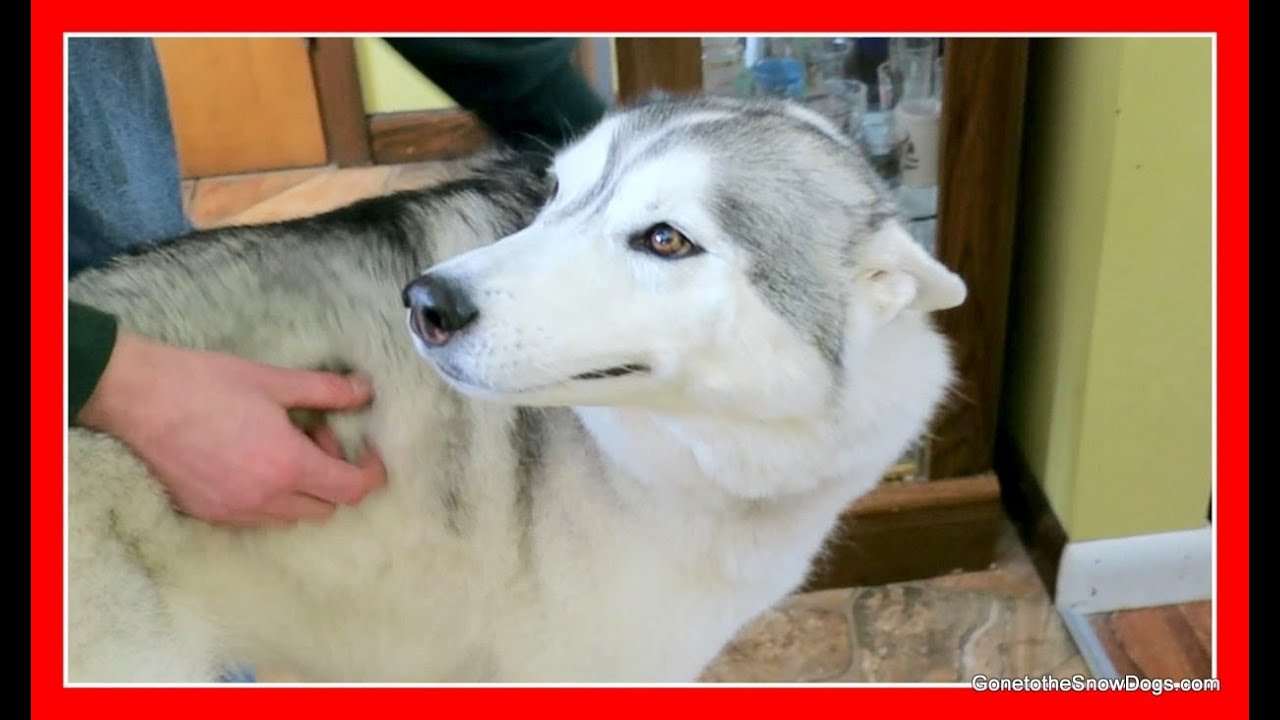 SMILES FROM MEMPHIS THE HUSKY DOG