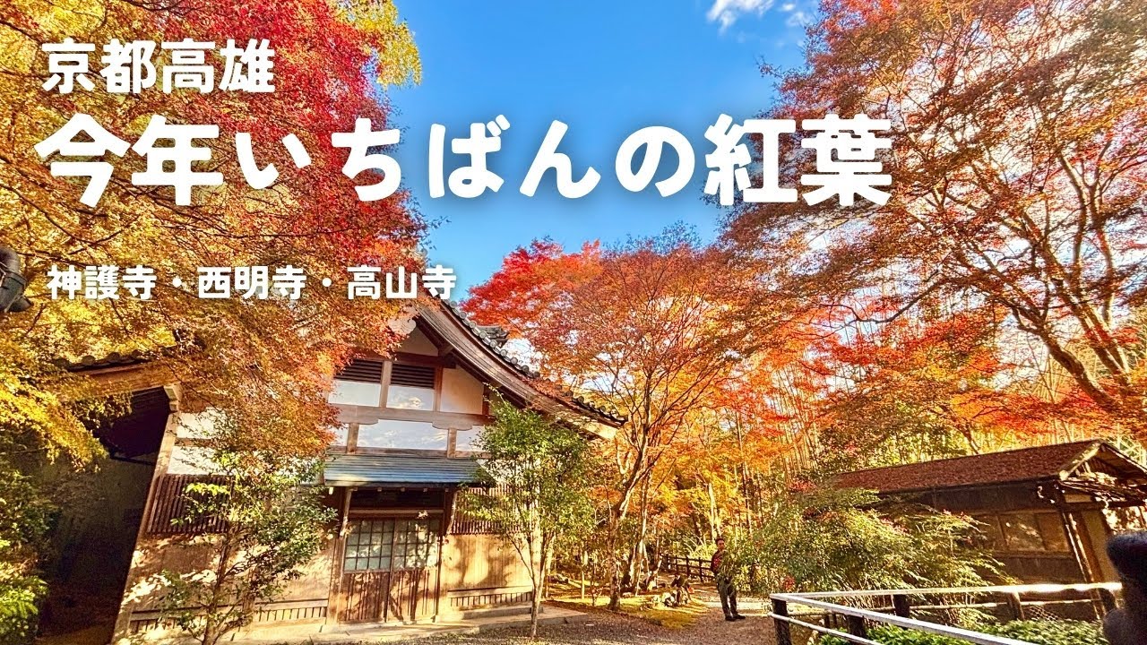 【京都高雄】今年1番美しかった紅葉｜静かな山寺、三尾めぐり｜神護寺・西明寺・高山寺