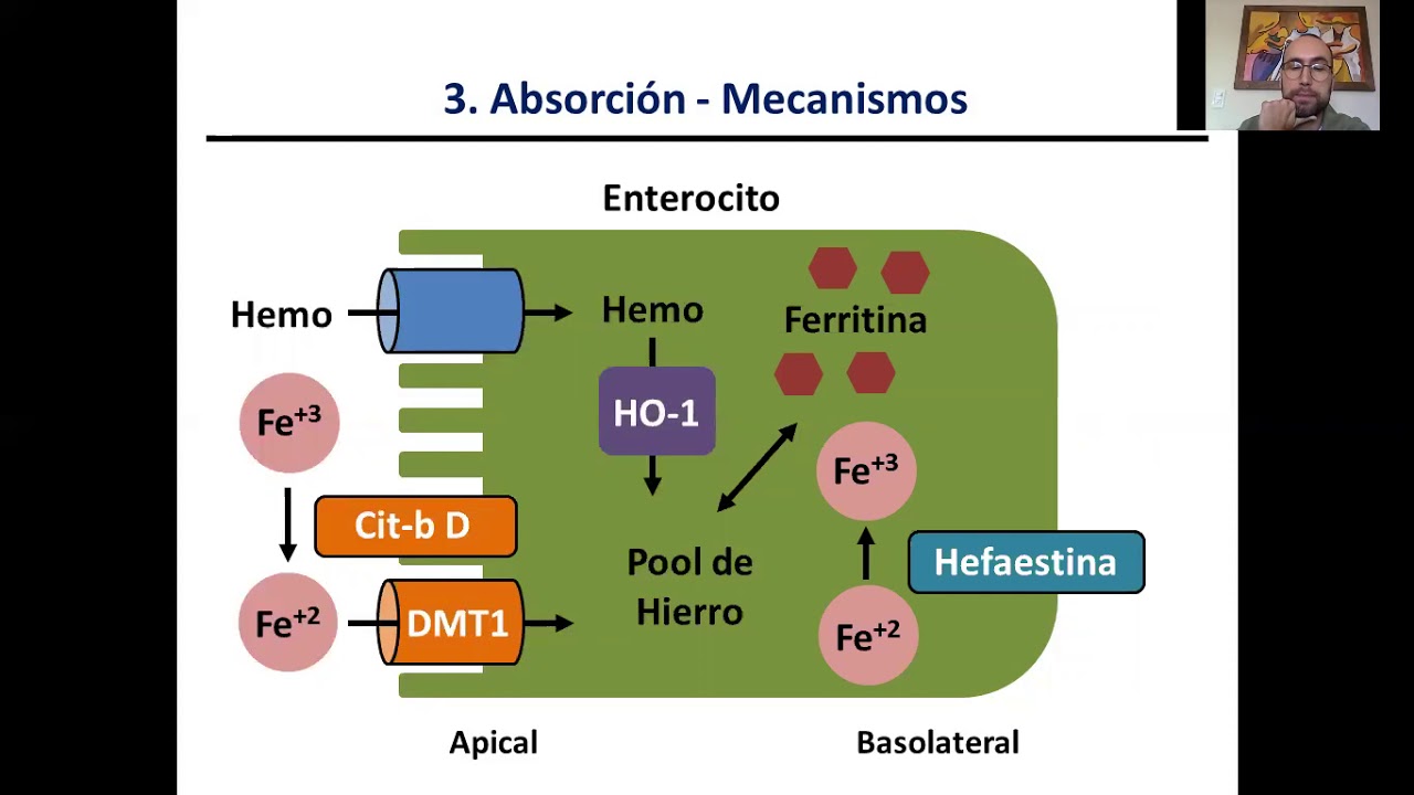 Resumen de Metabolismo del Hierro
