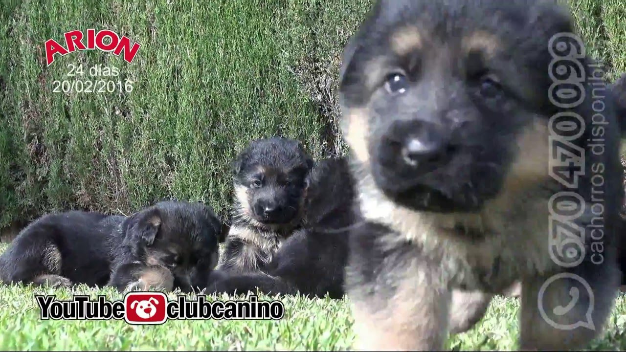 Cachorros de Pastor Aleman primera salida