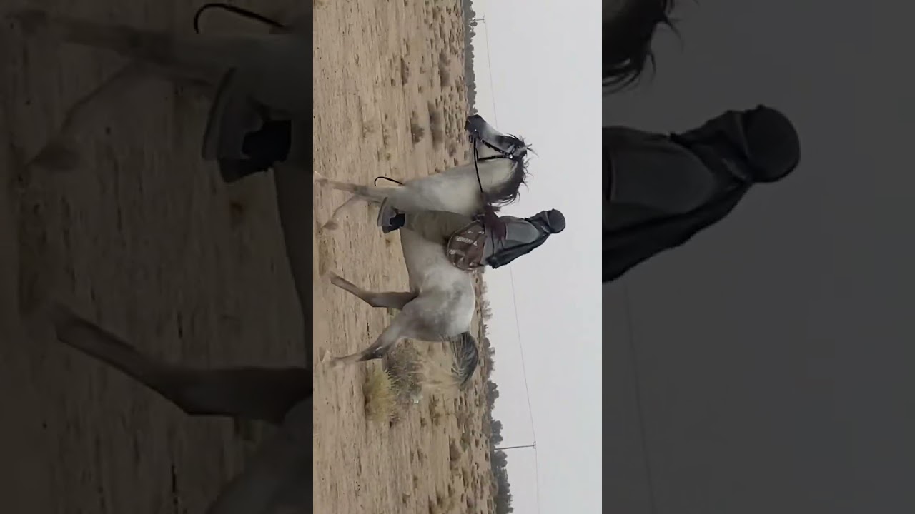 حصان أبو صالح ( سهم ) . 