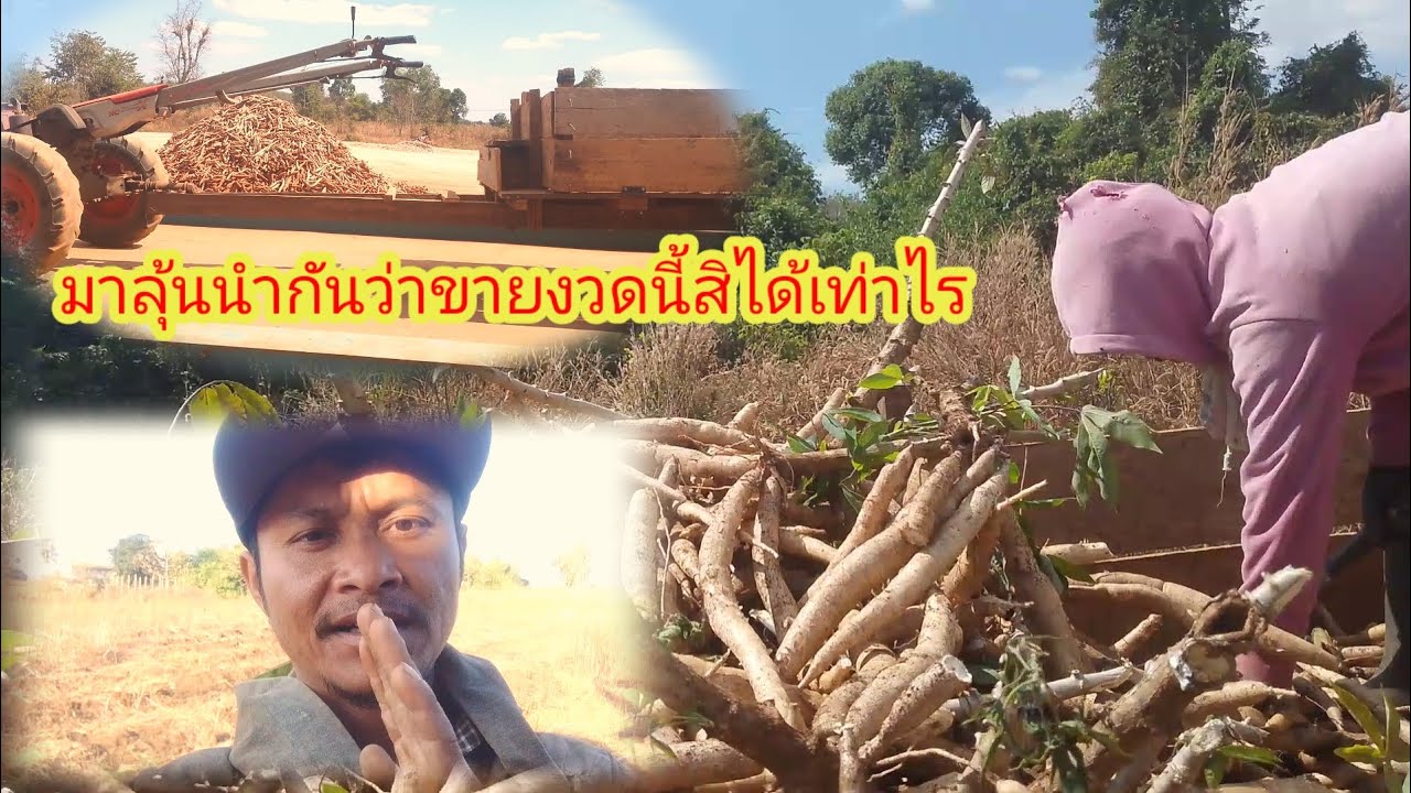 มาอัพเดทสวนมันลุ้นนำกันเบิ่งว่าจะได้เท่าไรep332