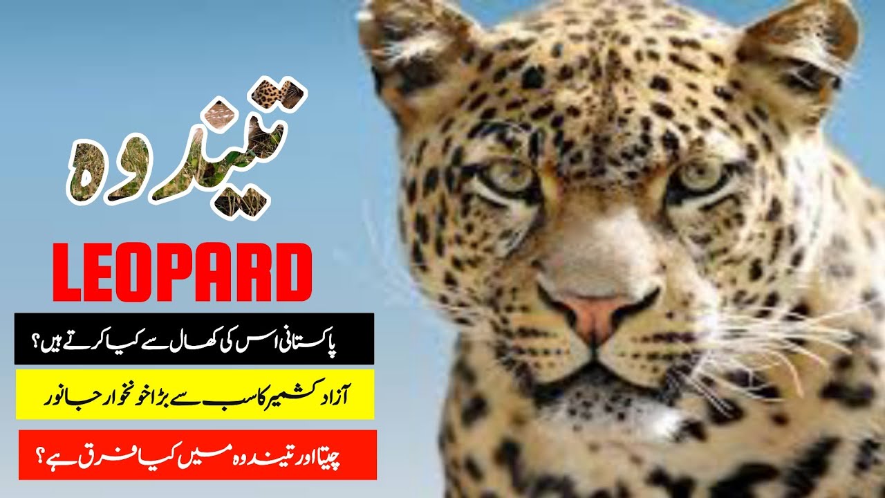 Leopard | تیندوہ | Facts abouts Leopard in Urdu & Hindi by MHK Vlogs