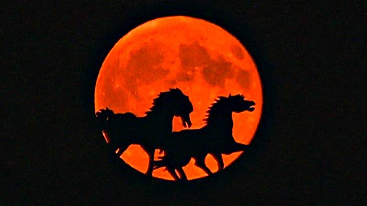 Eric's Heroes: Wild Horses