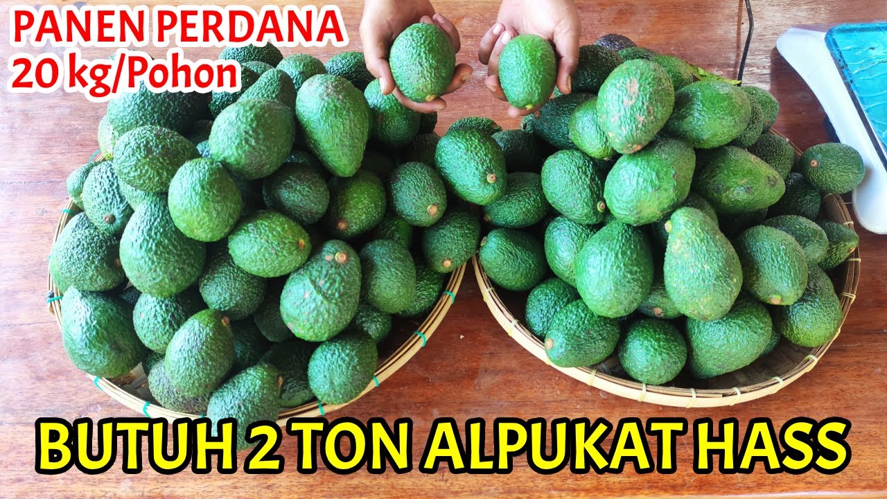 Panen Alpukat HASS di Indonesia Kebun 1.000 Mdpl | Beli Bibit Gratis Buahnya