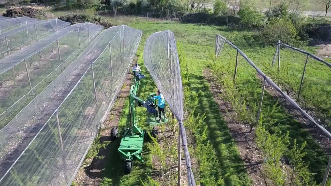 Dépliage filet paragrêle abricots