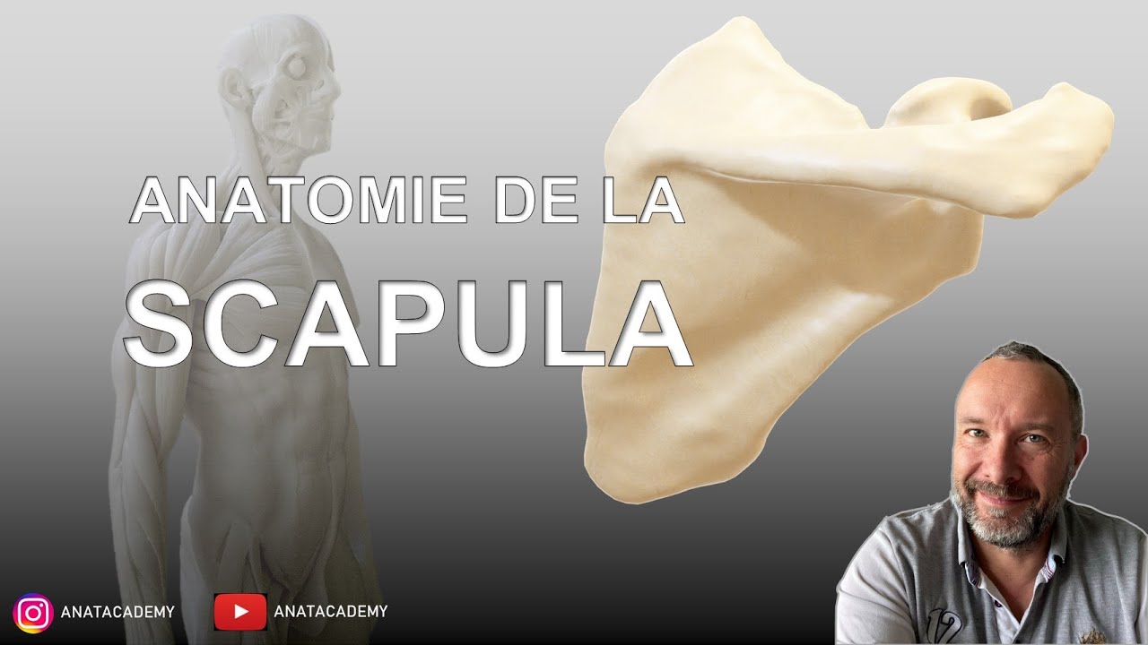 Anatomie de la scapula