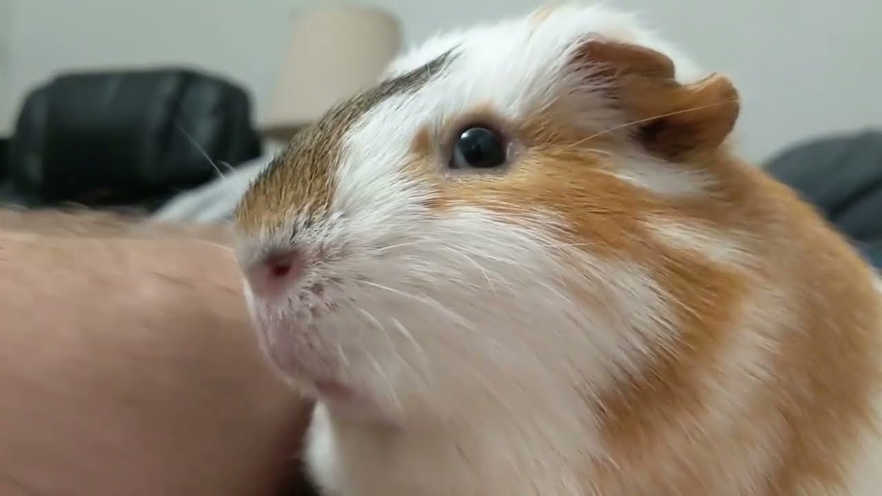 The Chippo The Hippo Music Video