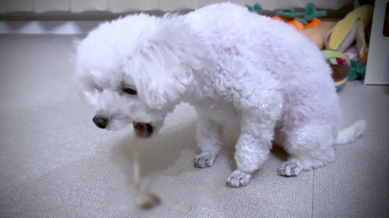 原因不明の嘔吐が続き一向に体調が良くならない犬