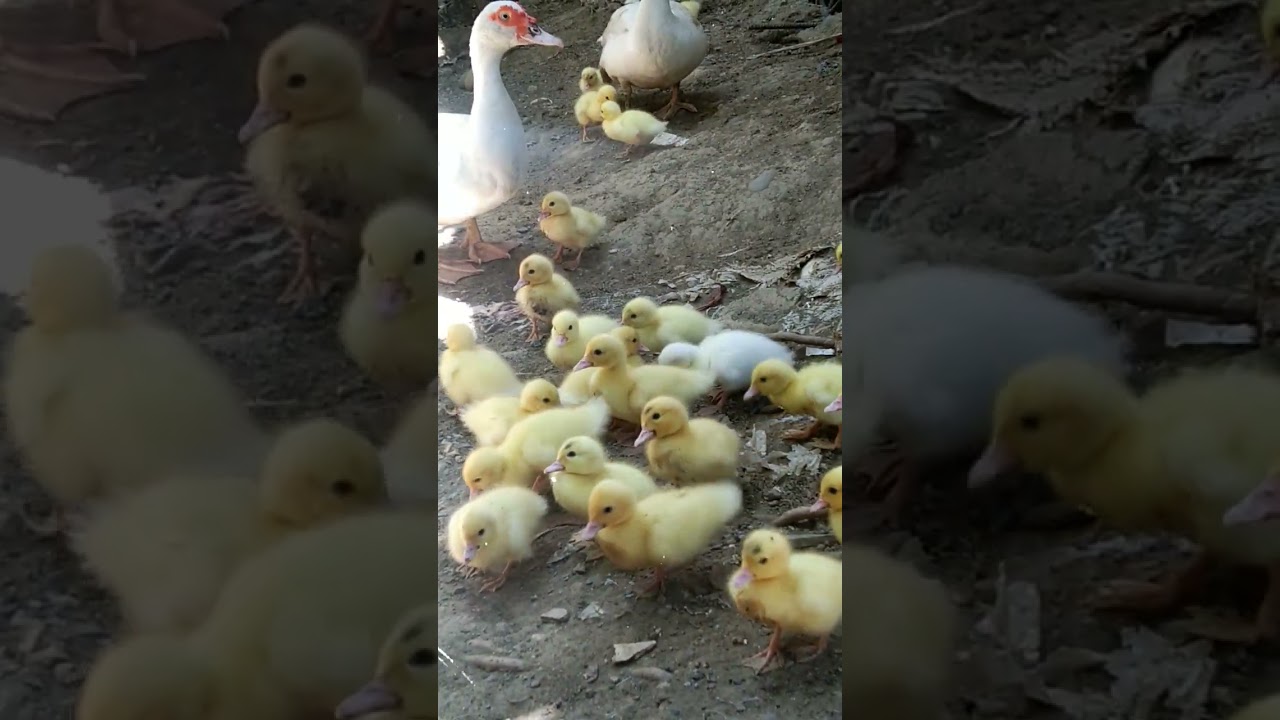 CUTIE BABY DUCK 