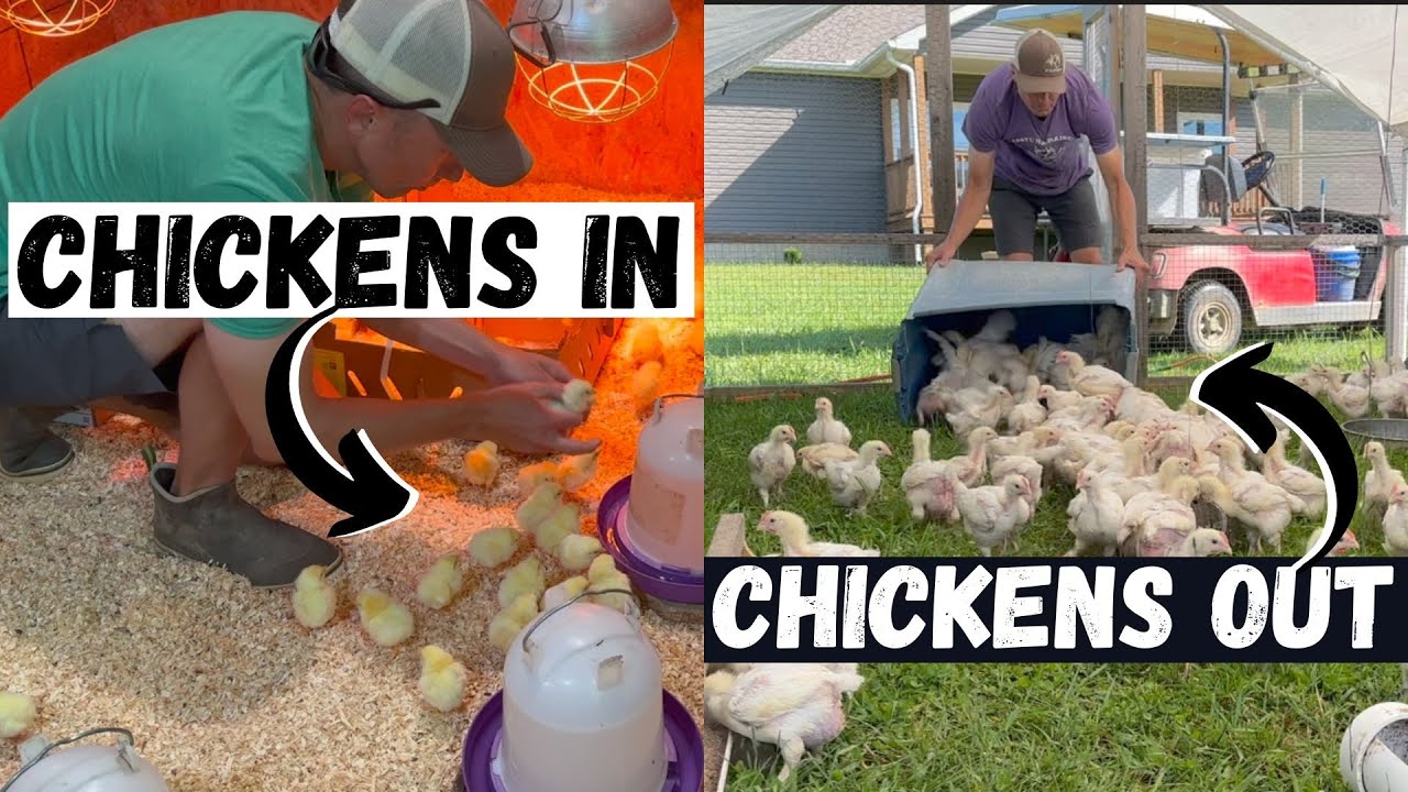 Full Time Chicken Farming!