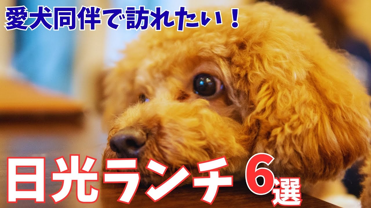 ペットウェルカム！アクセス抜群な日光ランチスポットを紹介