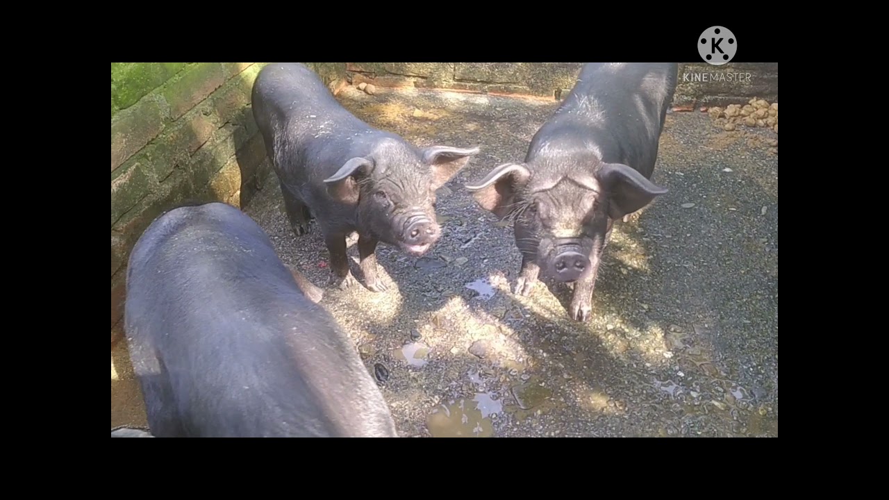 Local oma pisinai noaoni