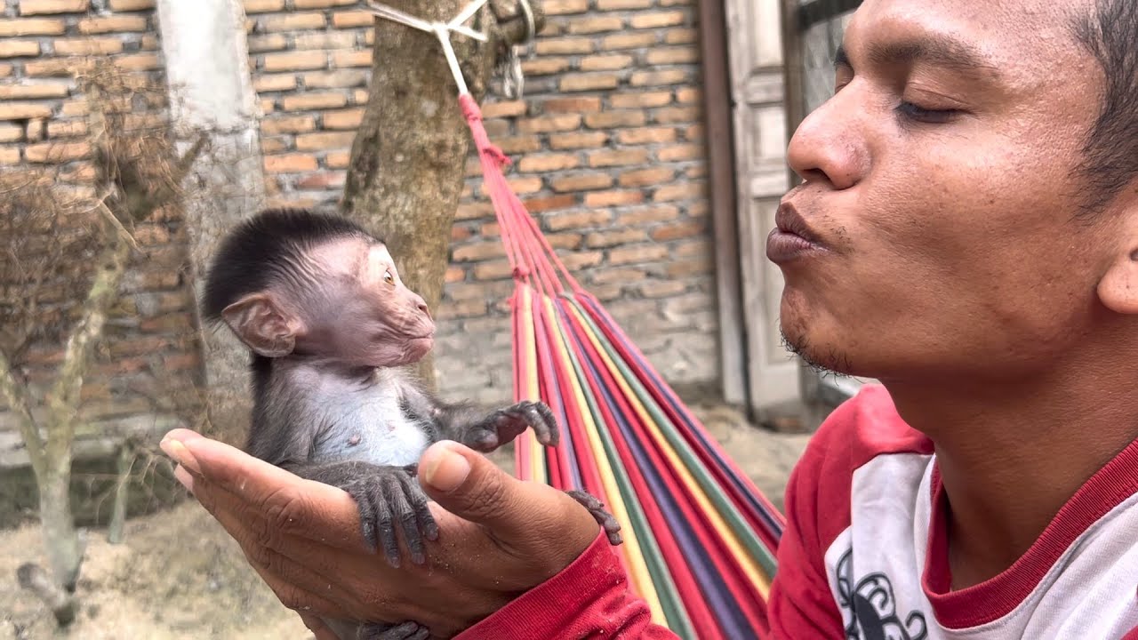 Chatting with little monkey robin