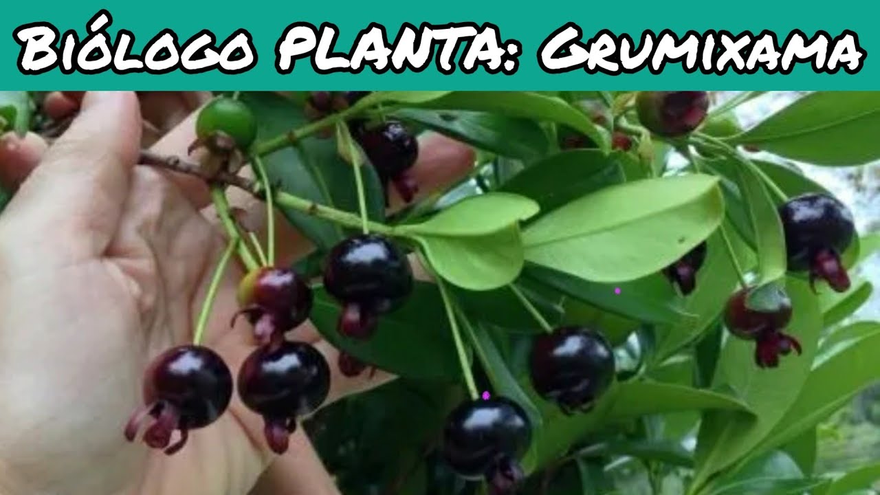 Biólogo PLANTA: Grumixama, Eugenia brasiliensis, Grumixameira.