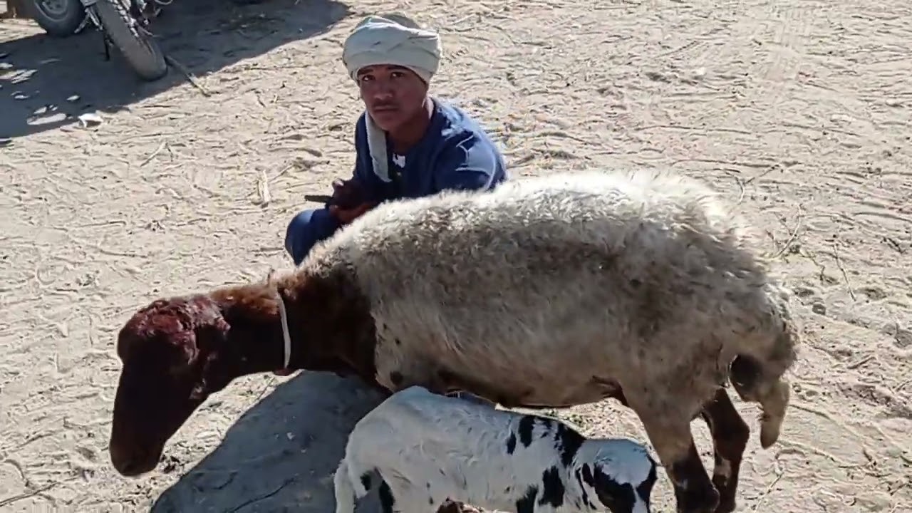 اسعار حلوه من داخل السوق اسنا محافظه الاقصر بتاريخ 13/12/2025 خش وشوف بنفسك الاسعار 