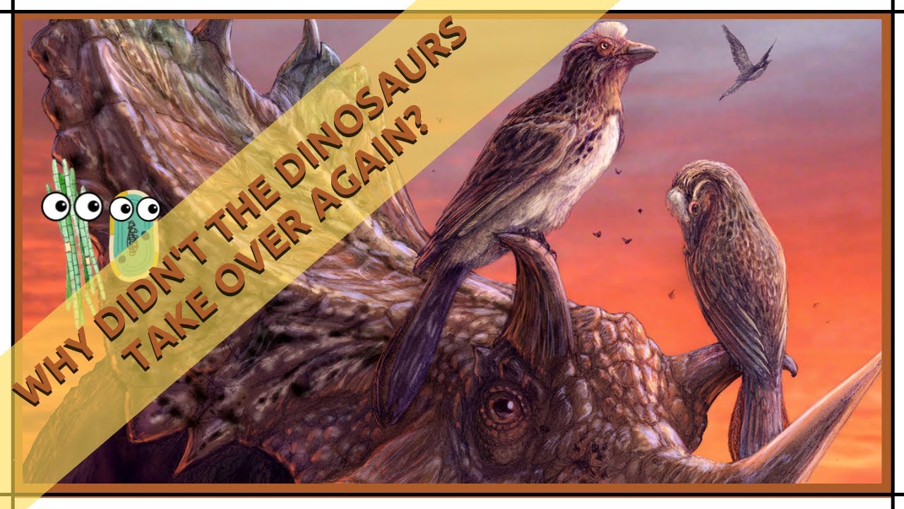 Why Didn't the Dinosaurs Take Over Again?
