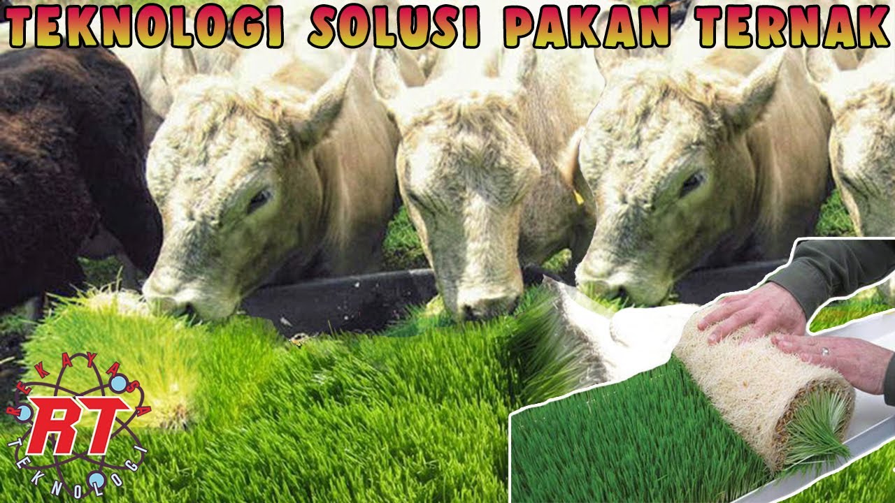 PERTANIAN RUMPUT HIDROPONIK PAKAN TERNAK KAYA VITAMIN | TEKNOLOGI SOLUSI PAKAN TERNAK