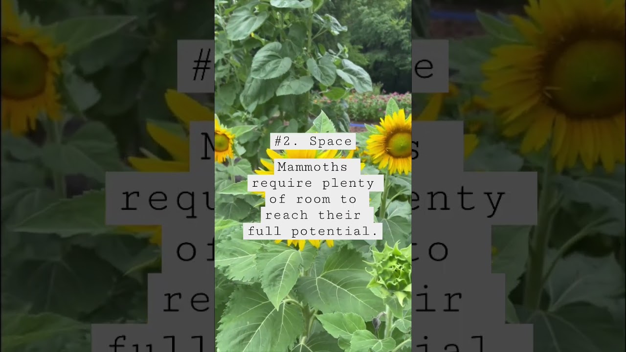 How to grow massive Mammoth blooms! 🌱🌻🪜 #sunflowers #giantsunflowers #sunflower #sunflowerseeds