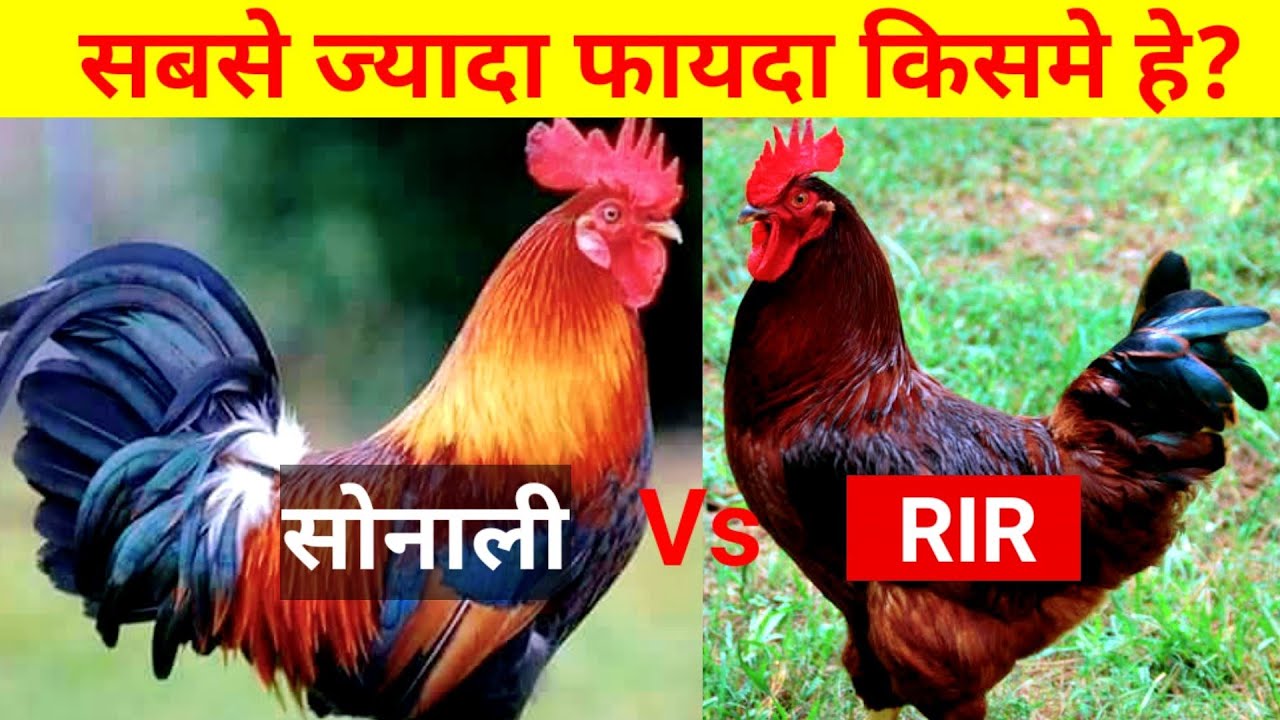 RIR Vs Sonali सबसे ज्यादा फायदा किसमे हे?(RIR,Sonali desi poultary farming)
