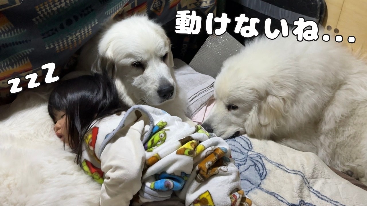 【幸せ】自分の上で寝ちゃった３歳児を起こさないようにじっと動かない超大型犬が優しすぎました…♡｜グレートピレニーズ&オールドイングリッシュシープドッグ&トイプードル