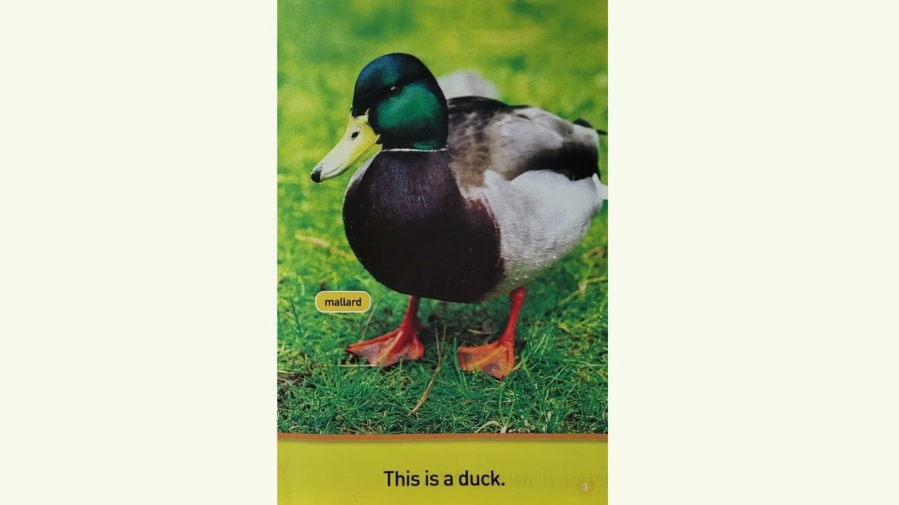 National Geographic Kids - Pre Reader :  Ducks