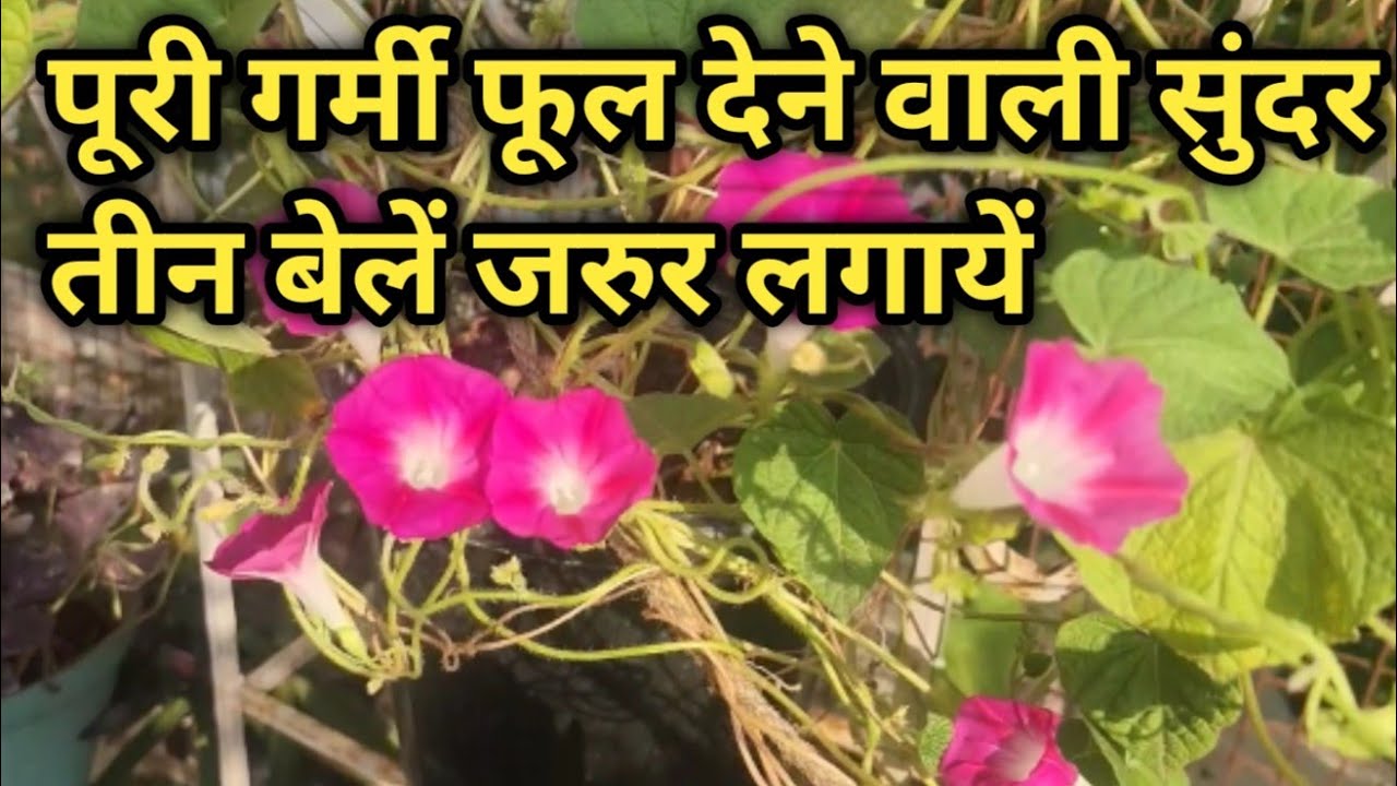 पूरी साल सुंदर फूल देने वाली तीन बेलें भर भर के फूल देंगी सालों तक Summer flowering vine 