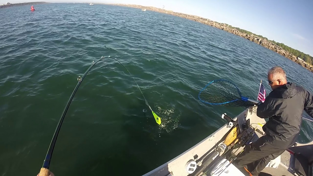 Chinook Salmon Siuslaw River 9/26/2017