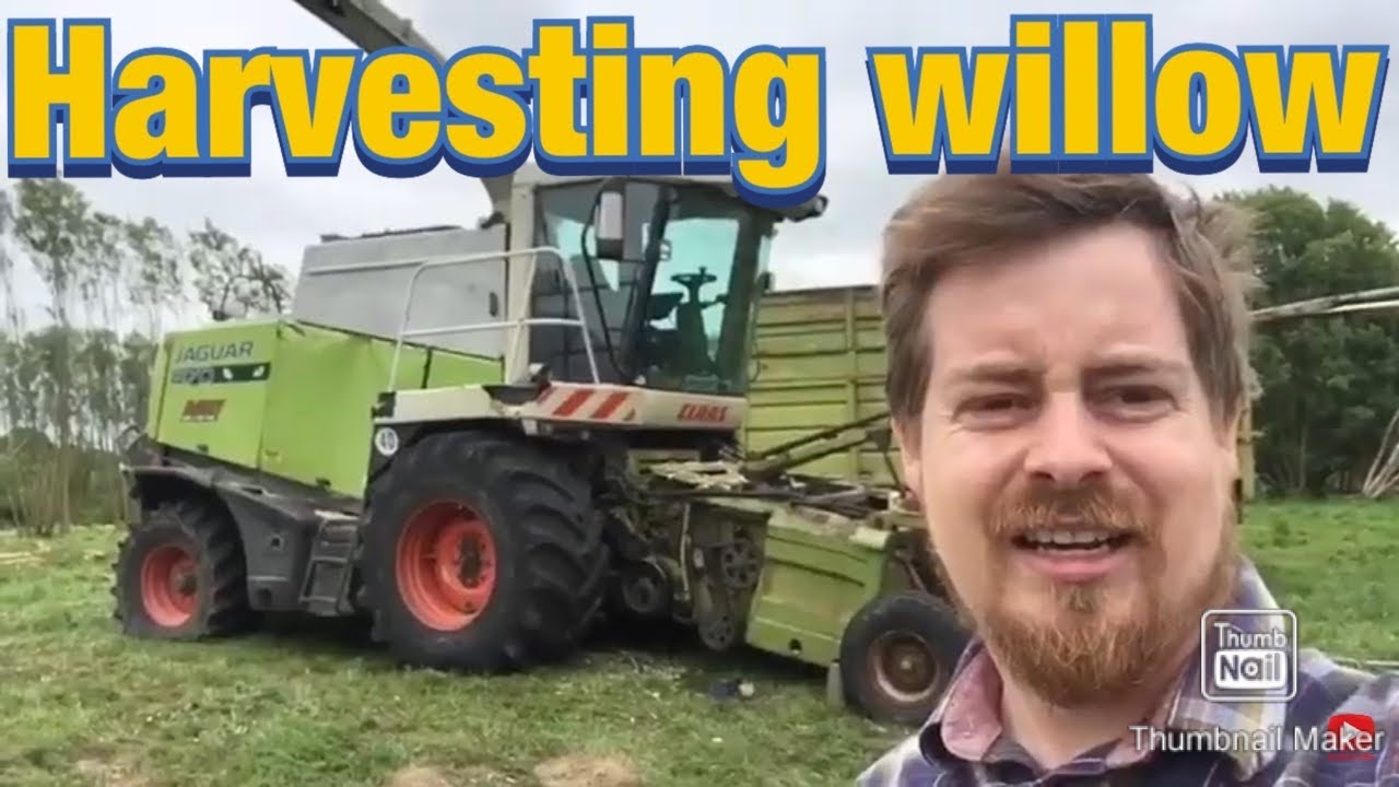 Harvesting willow trees for renewable /biomass energy
