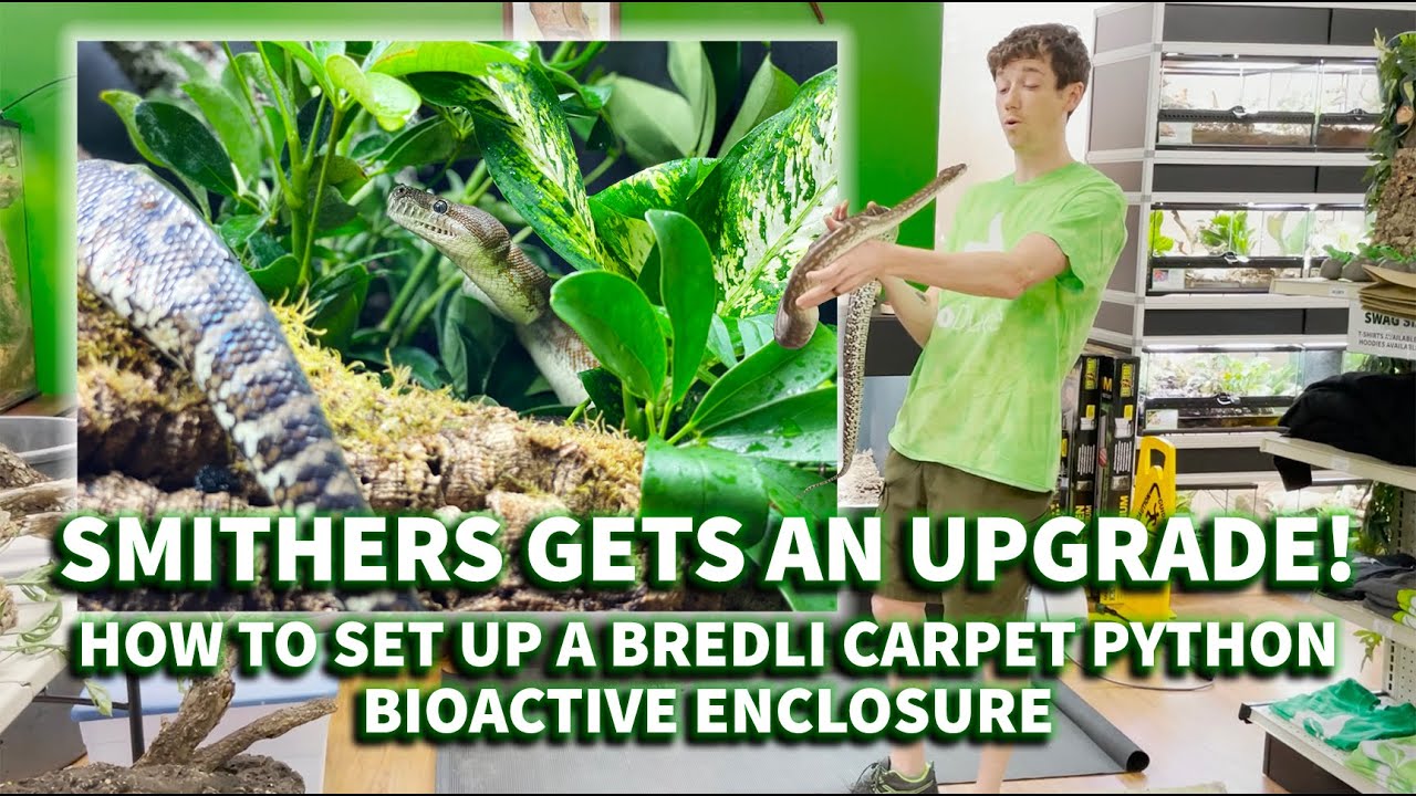 Как настроить террариум Bredli Carpet Python BioActive