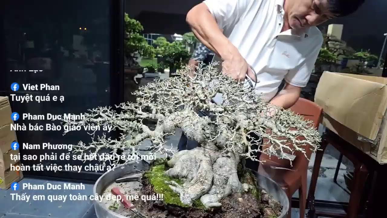 Phát trực tiếp của Bonsai Mạc Nam Định