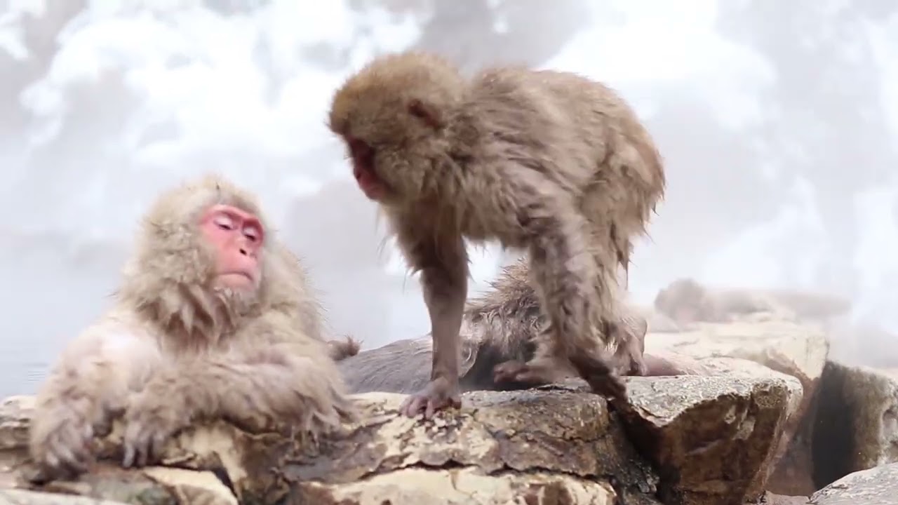 Japanese Famous Snow Monkey | 地獄谷野猿公苑