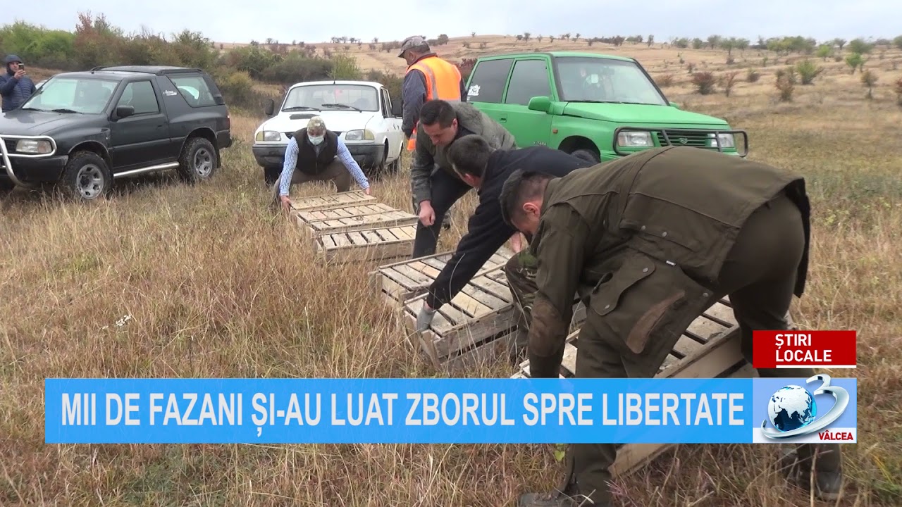 MII DE FAZANI ȘI-AU LUAT ZBORUL SPRE LIBERTATE