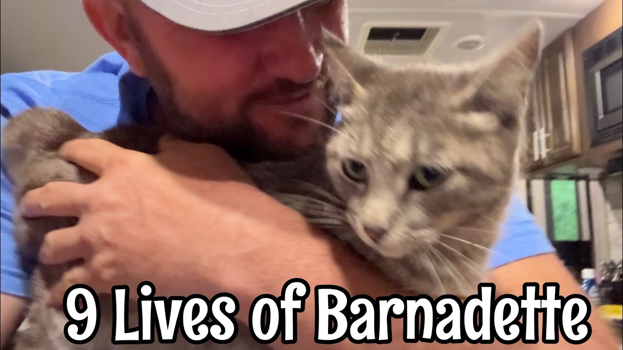 Rescue Cat Found Alive: The 9-Lives of Barnadette
