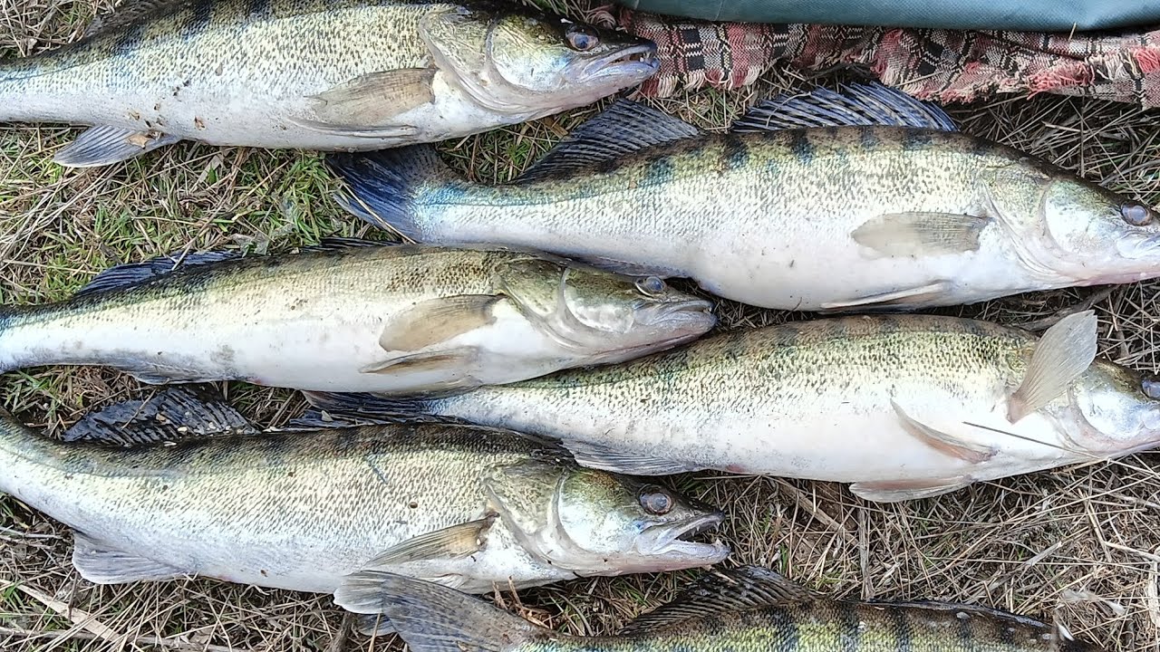 One of the BEST Fishing Days… 👉 Одна из ЛУЧШИХ рыбалок… клёв был просто НЕРЕАЛЬНЫЙ!