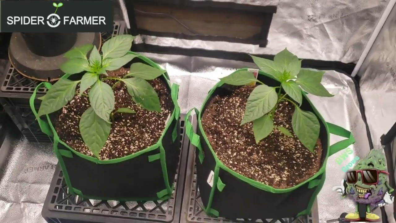 Spider Farmer 4x4 Grow Tent and SF4000 LED Light Grow Journal Germination Attempted