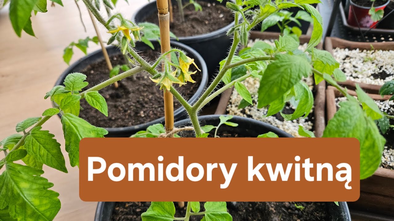 Pomidory i inne rośliny w oranżerii - przegląd rozsad. 