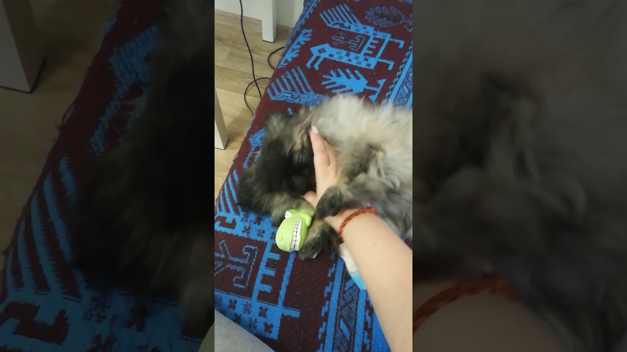 Пекинес дома. Как я кормлю щенка.