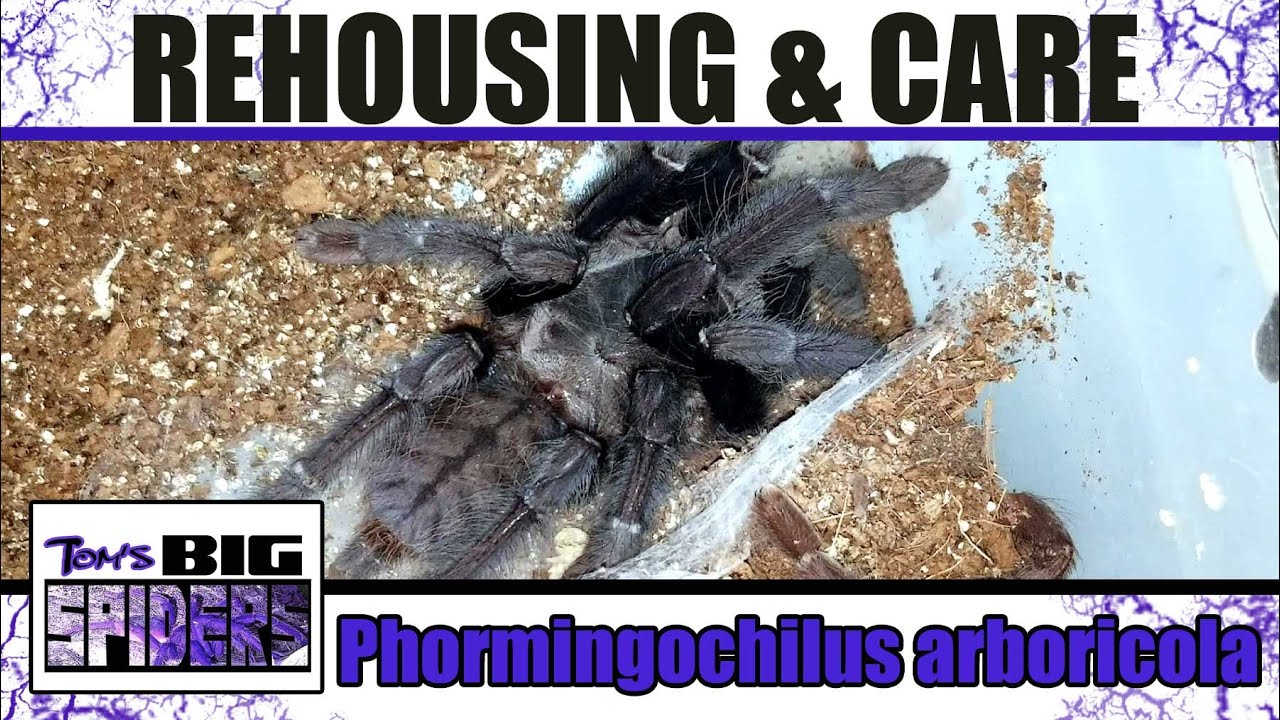 Phormingochilus arboricola 