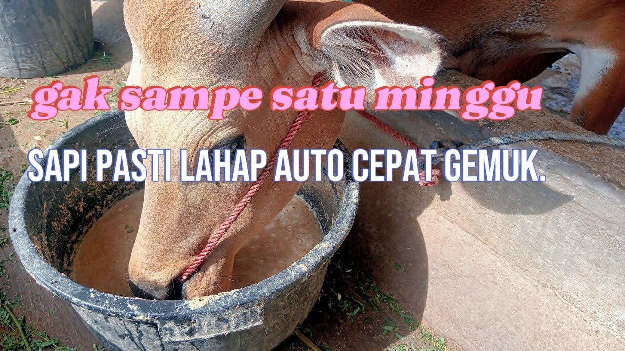 cara mudah agar sapi bisa makan dedak padi(bekatul) #beternaksapi #farming
