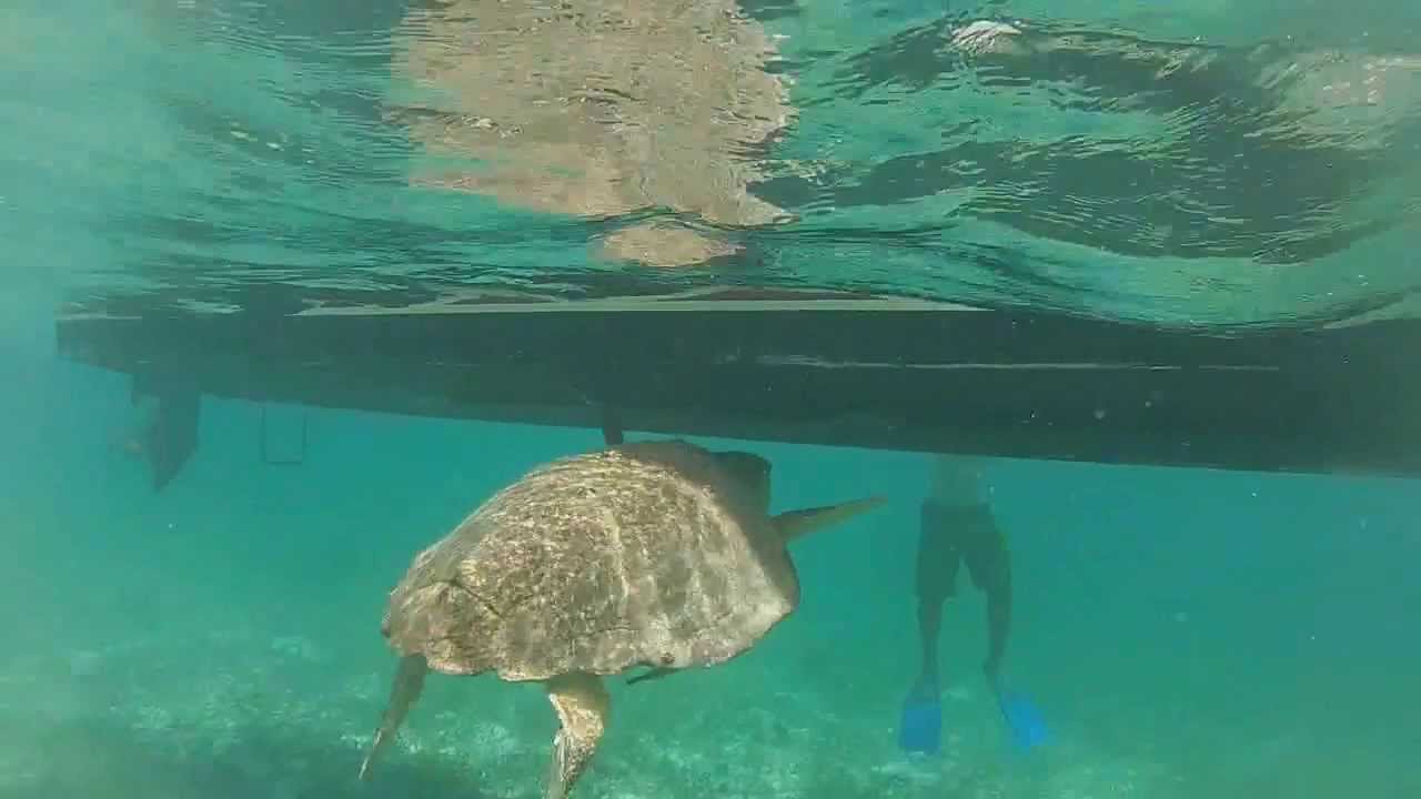 Swimming with Sea Turtles at Silk Caye, Placencia, Belize