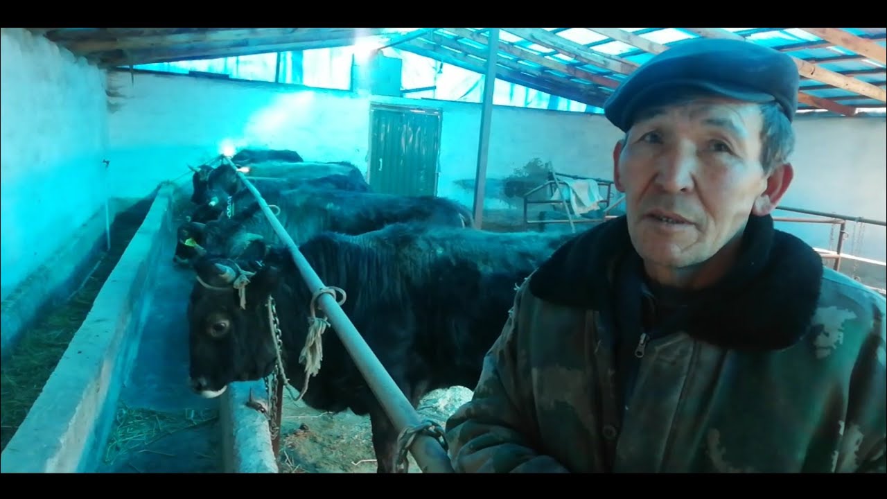 Ото КЫЗЫК МАЙЕК БОЛДУ😊. АКЧАНЫ💲 КАНТИП КАРМОО КЕРЕК