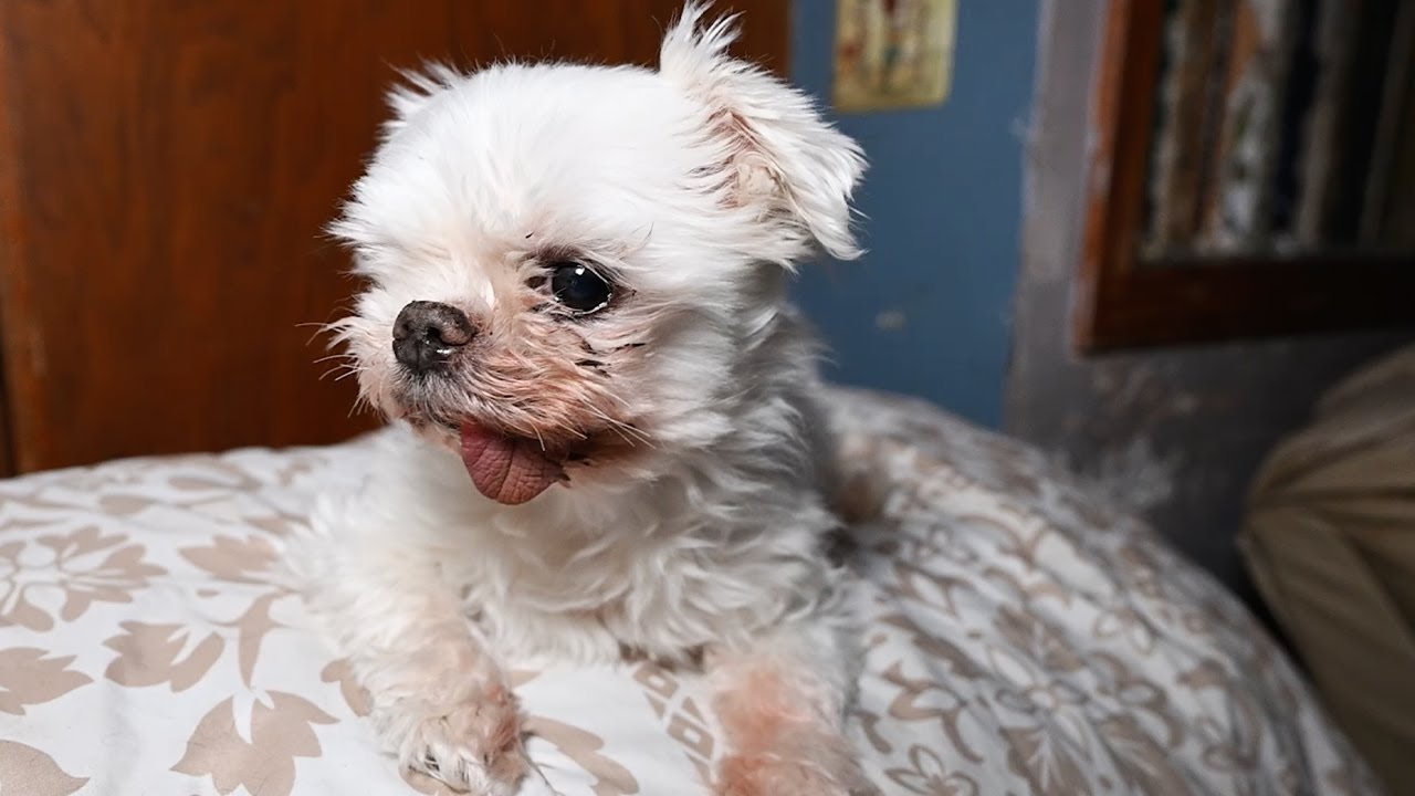 Tony Stark rescued from alleged neglect gets the care he needs