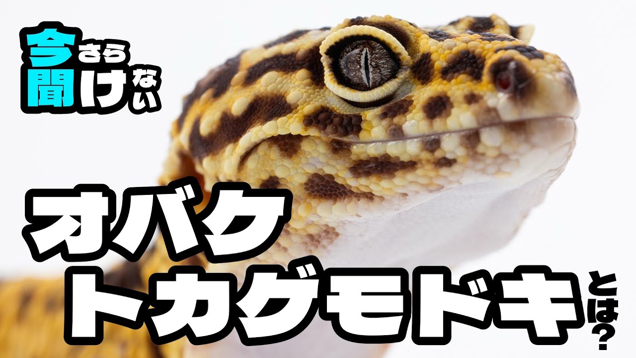 [解説]「オバケトカゲモドキ」とは？