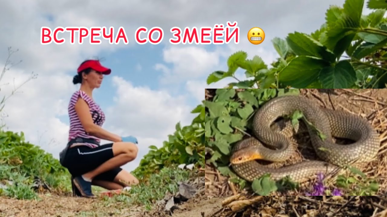 Сбор клубники 🍓 12 июня 2025г